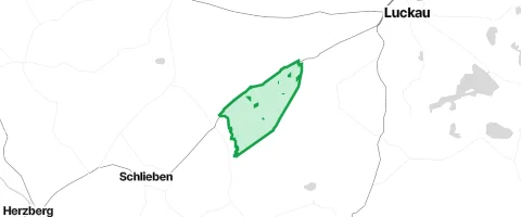 Gassi-Ort Rochauer Heide in Fichtwald